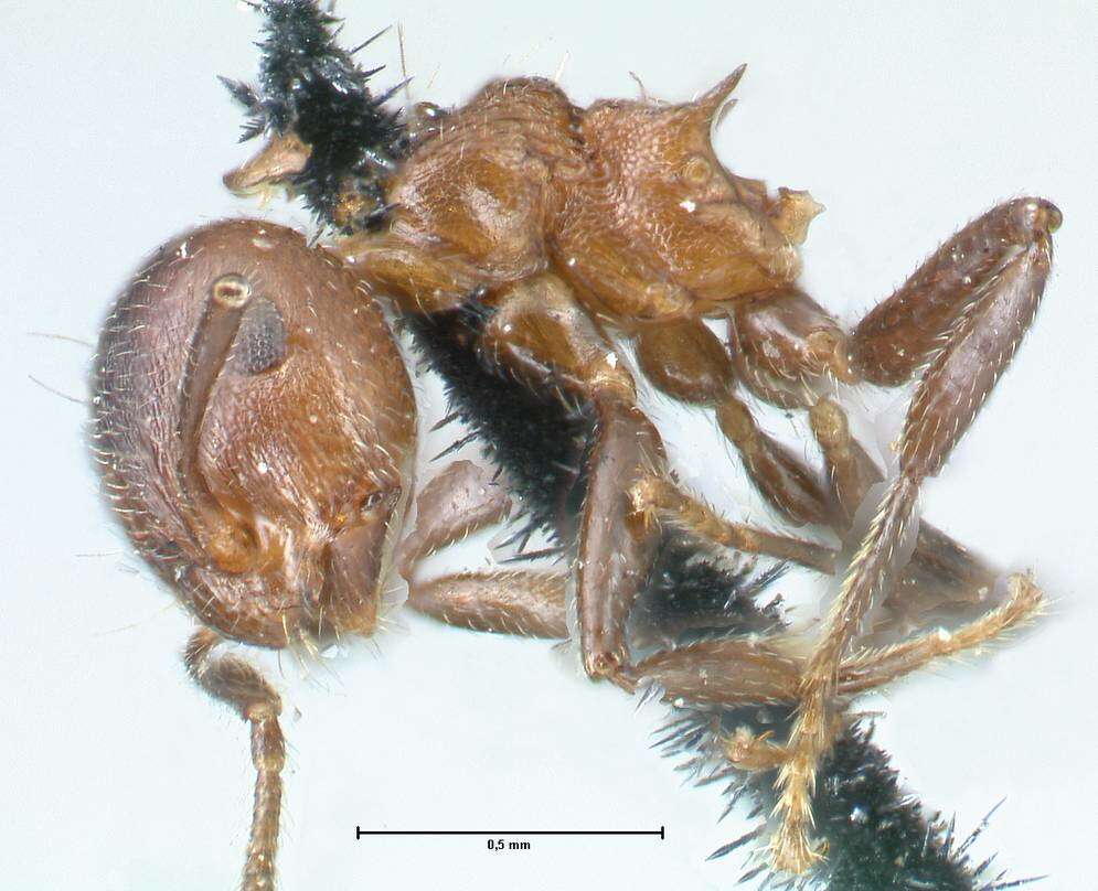 Image of Crematogaster corticicola Mayr 1887