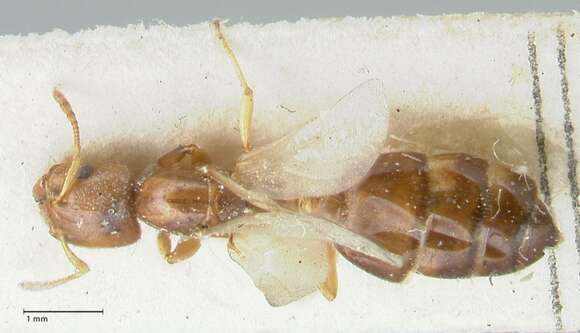 Image of Crematogaster treubi Emery 1896