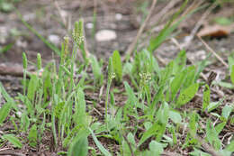 Image of Virginia plantain