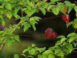 Plancia ëd Cornus sanguinea subsp. sanguinea