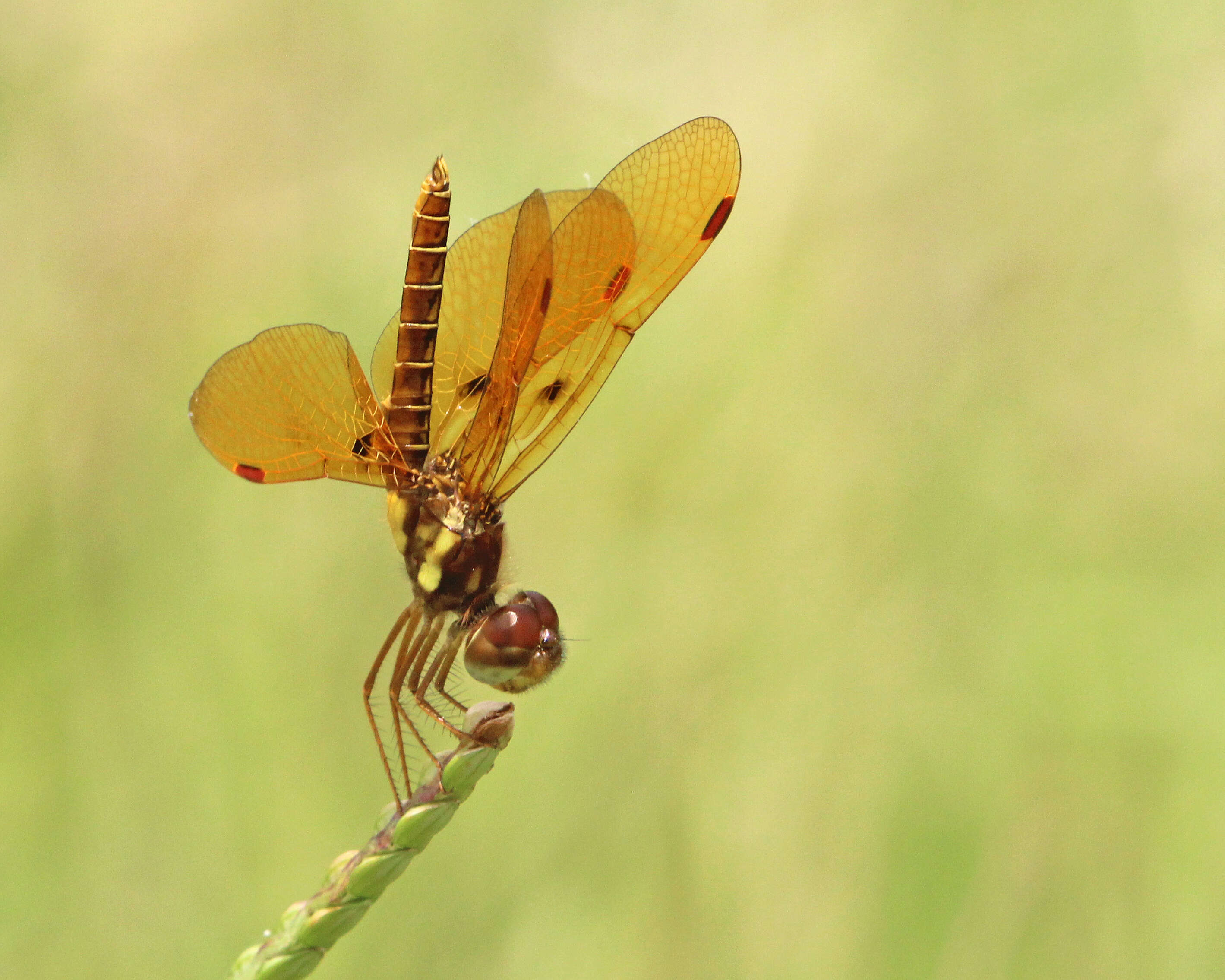 Image of Eastern Amberwing