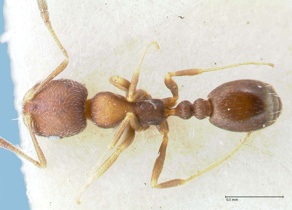 Image of Monomorium setuliferum Forel 1910