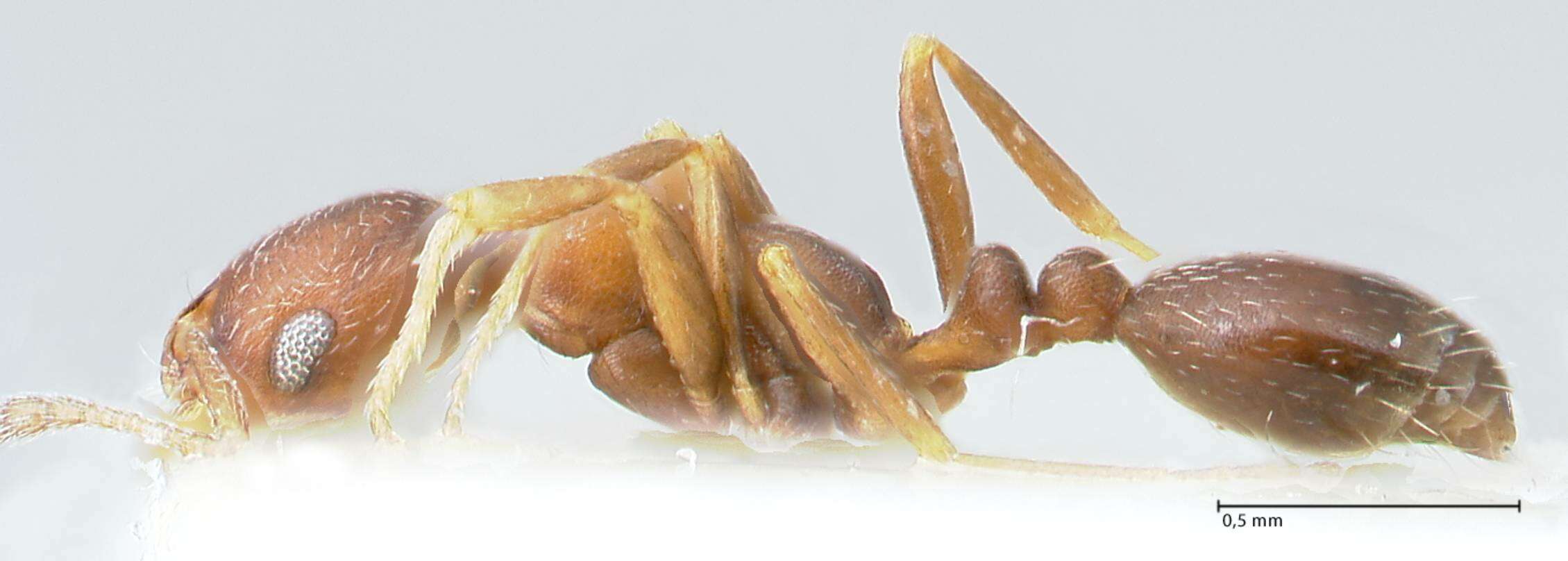 Image of Monomorium setuliferum Forel 1910