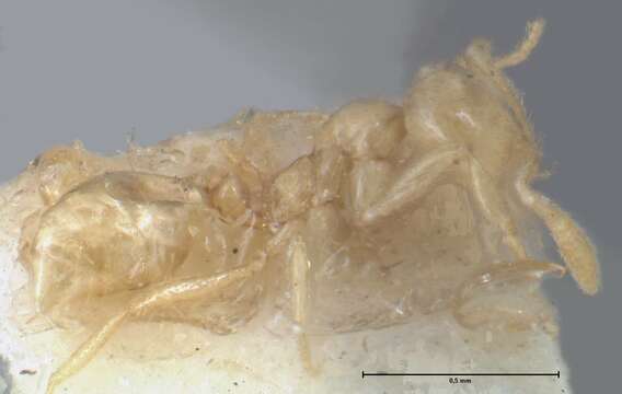 Слика од Monomorium butteli Forel 1913