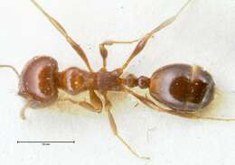 Monomorium sordidum Forel 1902的圖片