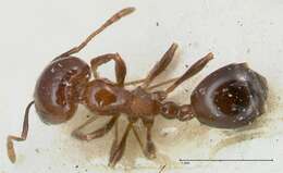 Monomorium sordidum Forel 1902的圖片