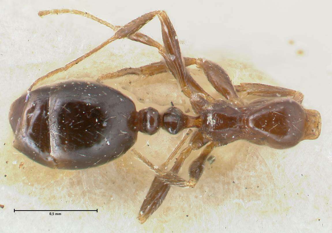 Monomorium sordidum Forel 1902的圖片