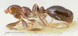 Monomorium sordidum Forel 1902的圖片