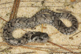 Image of North American Hog-nosed Snakes