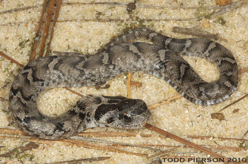 Image of North American Hog-nosed Snakes