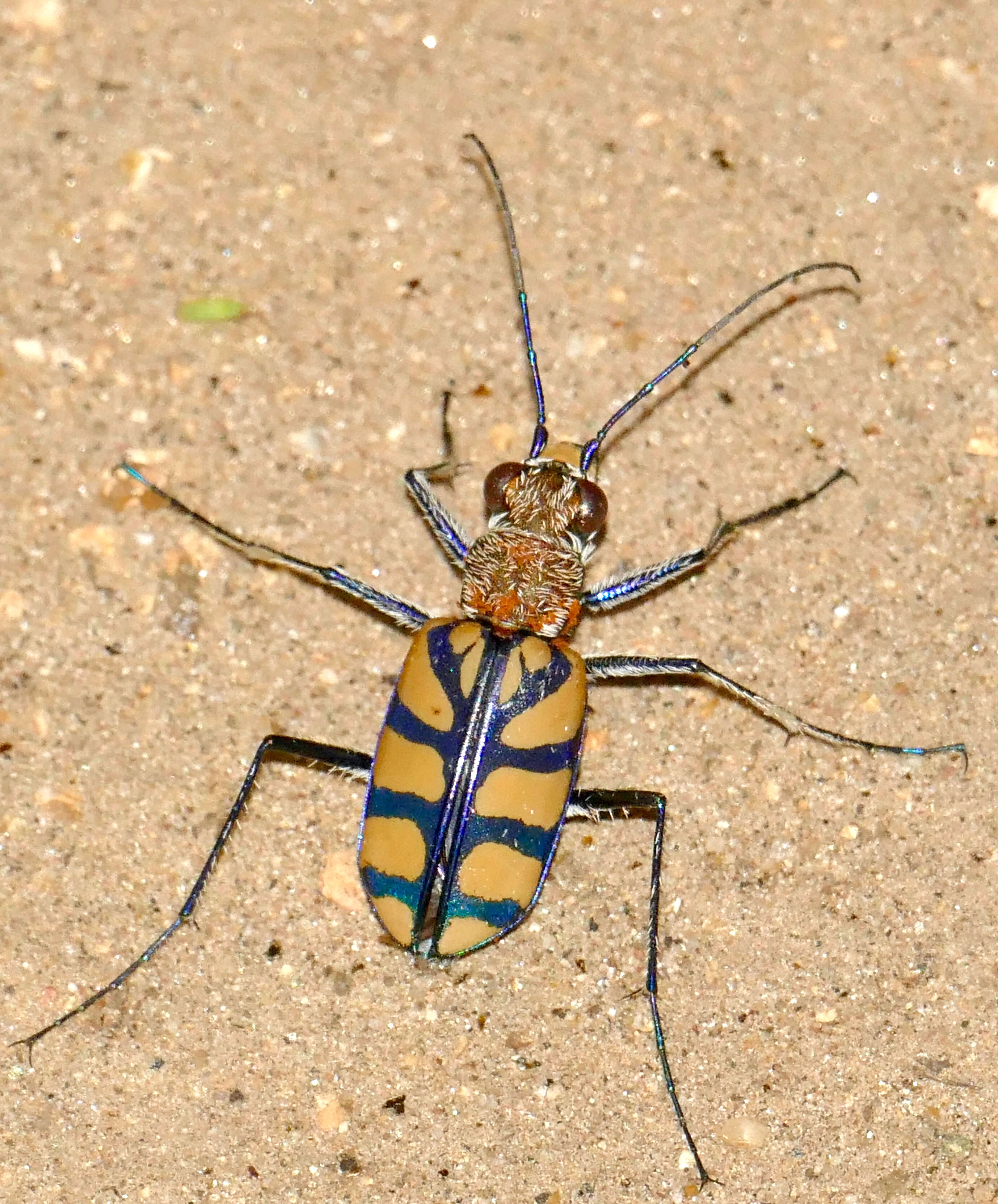 Image of Chaetodera regalis (Dejean 1831)