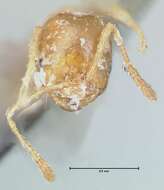 Image of Trichomyrmex destructor