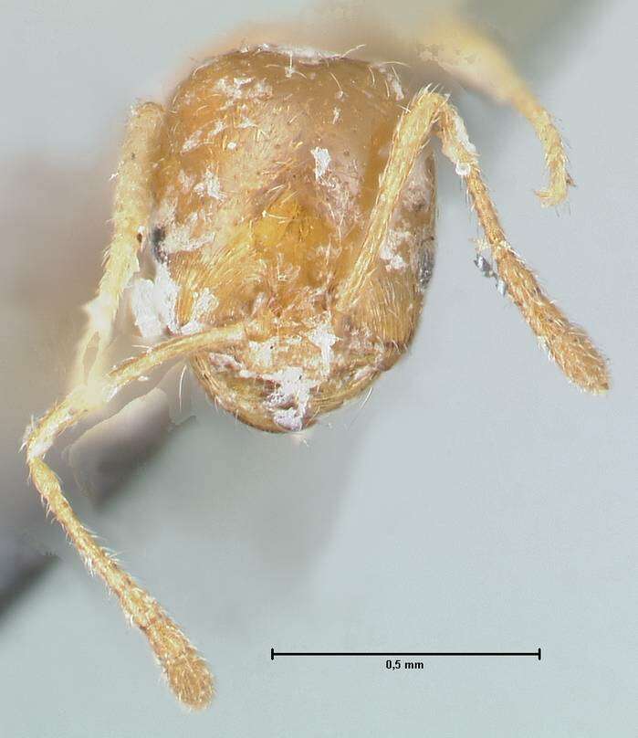 Image of Trichomyrmex destructor