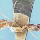 Image of Trichomyrmex destructor