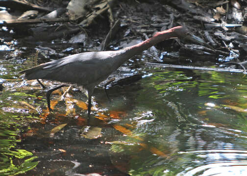 Image of Little Blue Heron