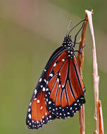 Sivun Danaus (Anosia) gilippus Cramer 1775 kuva