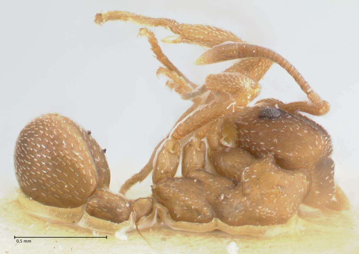 Image of <i>Mycetophylax morschi</i>