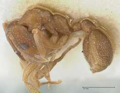 Image of <i>Mycetophylax morschi</i>