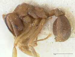 Image of <i>Mycetophylax morschi</i>