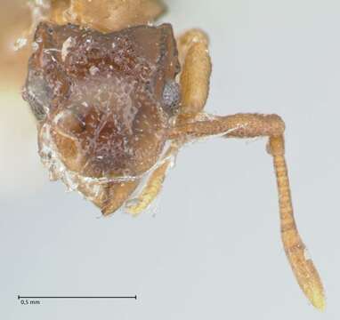 Image of Ant