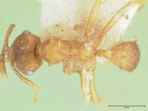 Image of Kalathomyrmex Klingenberg & Brandão