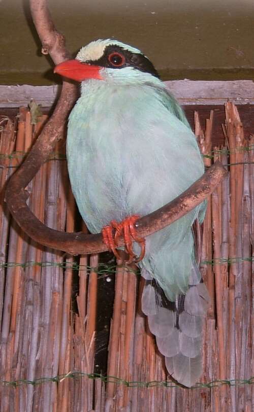 Image of Common Green Magpie