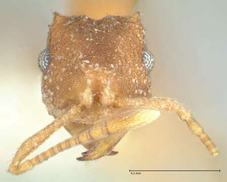 Image of Kalathomyrmex Klingenberg & Brandão