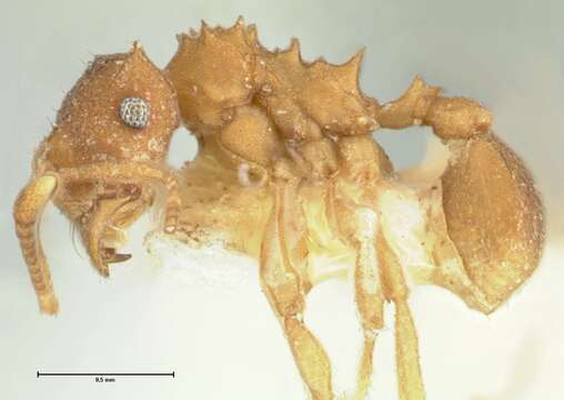 Image of Kalathomyrmex Klingenberg & Brandão