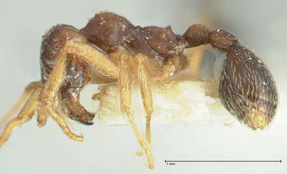 Kalathomyrmex Klingenberg & Brandão resmi