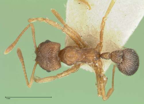 Image of Kalathomyrmex Klingenberg & Brandão