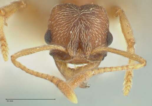 Image of Kalathomyrmex Klingenberg & Brandão