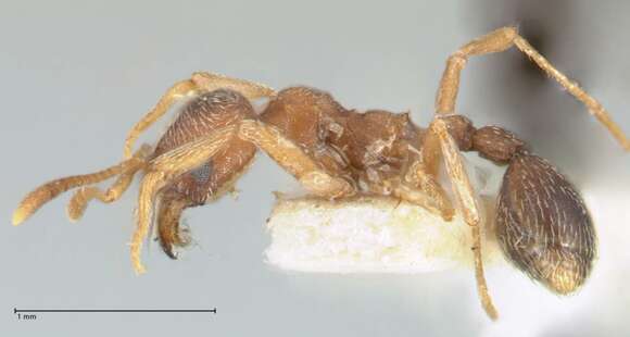 Image of Kalathomyrmex Klingenberg & Brandão