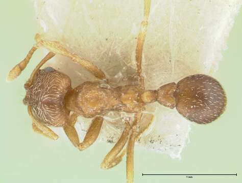 Image of Kalathomyrmex Klingenberg & Brandão