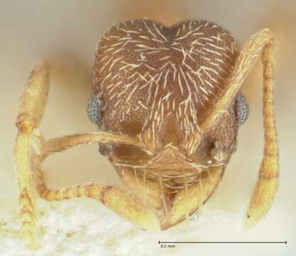 Image of Kalathomyrmex Klingenberg & Brandão