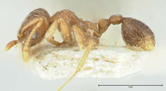 Image of Kalathomyrmex Klingenberg & Brandão