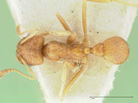 Image of Kalathomyrmex Klingenberg & Brandão