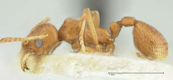 Image of Kalathomyrmex Klingenberg & Brandão