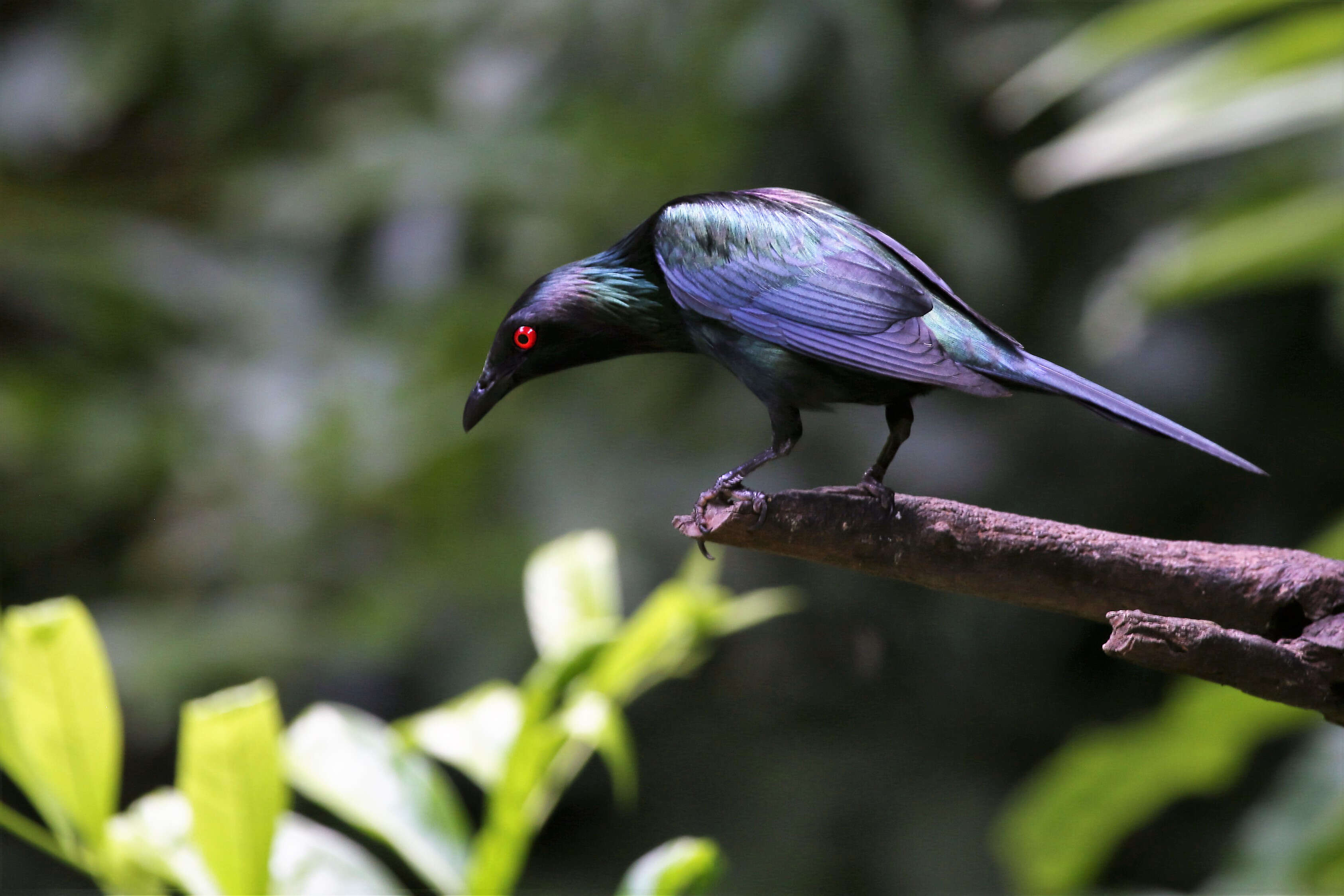 Image of Metallic Starling