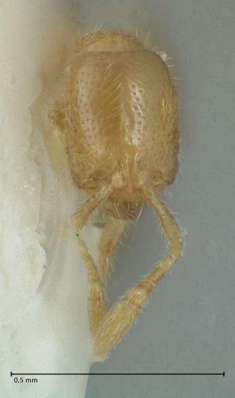 Image of Solenopsis subterranea MacKay & Vinson 1989