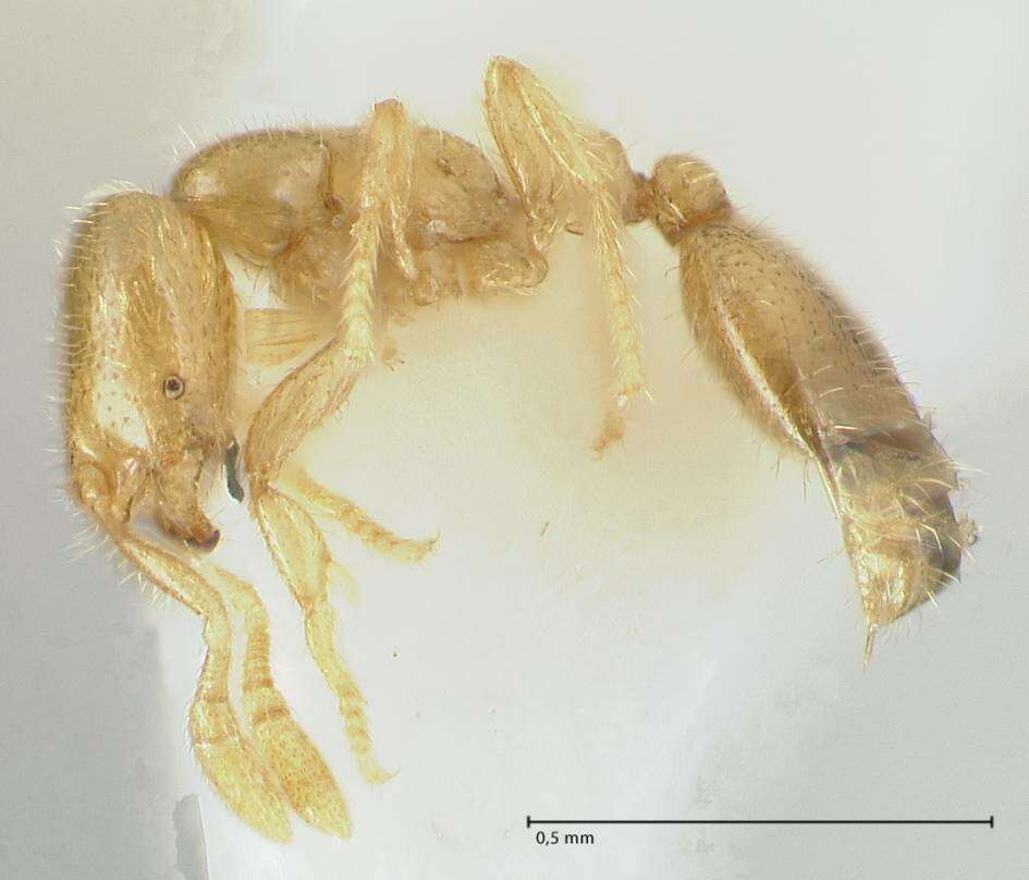 Image of Solenopsis subterranea MacKay & Vinson 1989