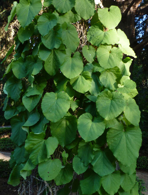 Image of Dutchman's pipe