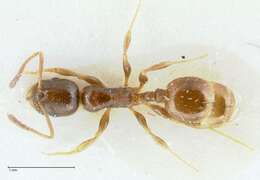 Image de Temnothorax simesno