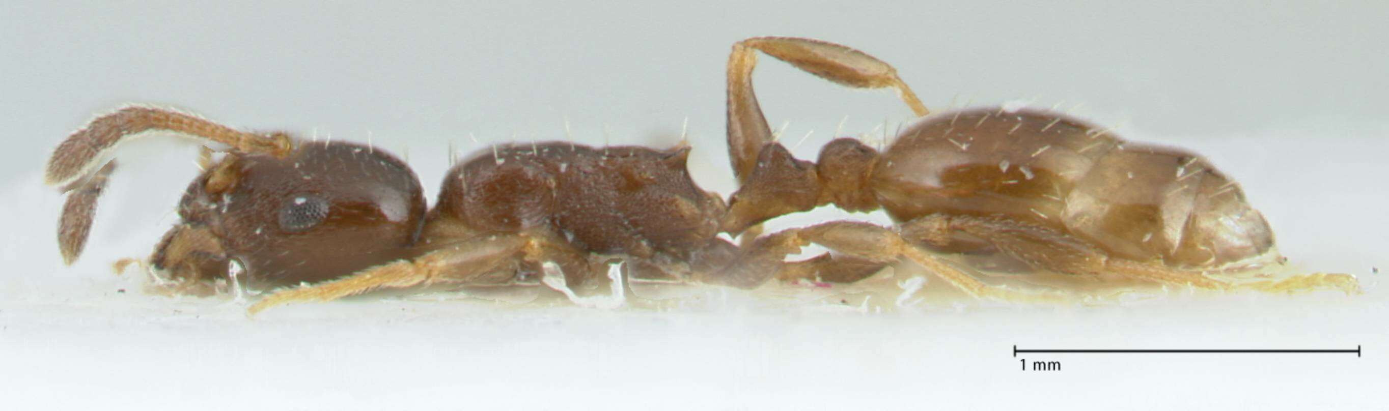 Image de Temnothorax simesno