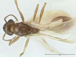 Image de Temnothorax simesno