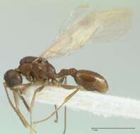 Image de Temnothorax simesno