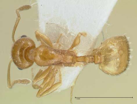 Image of <i>Temnothorax cristinae</i>