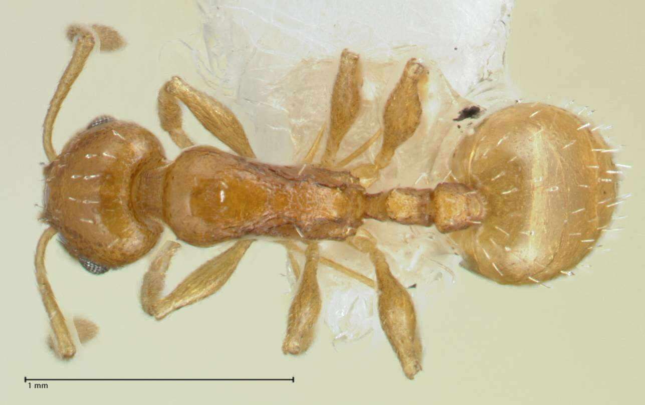 Image of <i>Temnothorax cristinae</i>