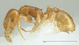 Image of <i>Temnothorax cristinae</i>