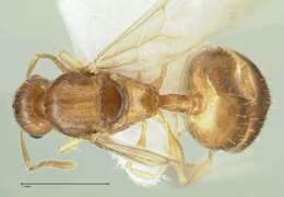 Image of <i>Temnothorax cristinae</i>