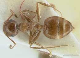 Слика од Crematogaster moqorensis Pisarski 1967